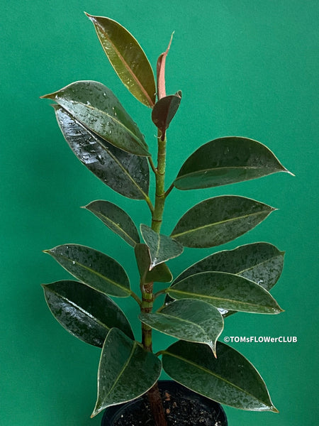 Ficus Elastica with small leaves, organically grown plants for sale at TOMsFLOWer CLUB.