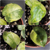 Philodendron Burle Marx Aurea Variegata, organically grown tropical plants for sale at TOMsFLOWer CLUB.