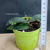 Hoya Chlorantha, organically grown tropical plants for sale at TOMsFLOWer CLUB.