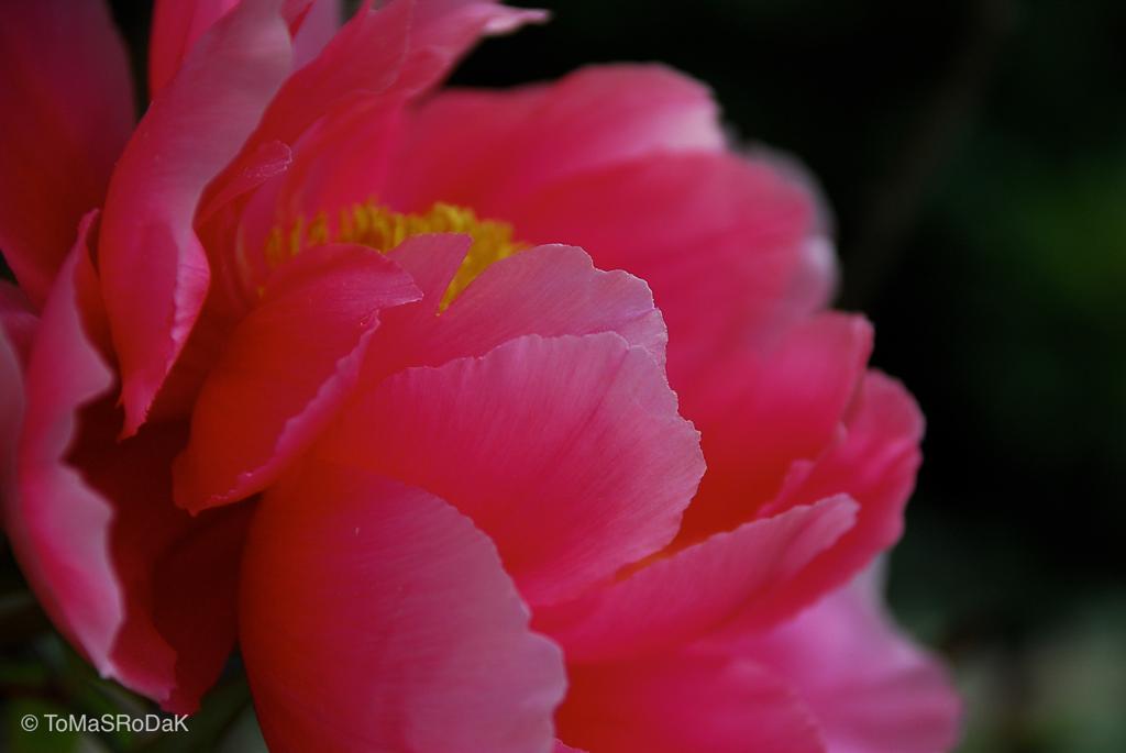 PHOTO PICTURE - Peony VIII