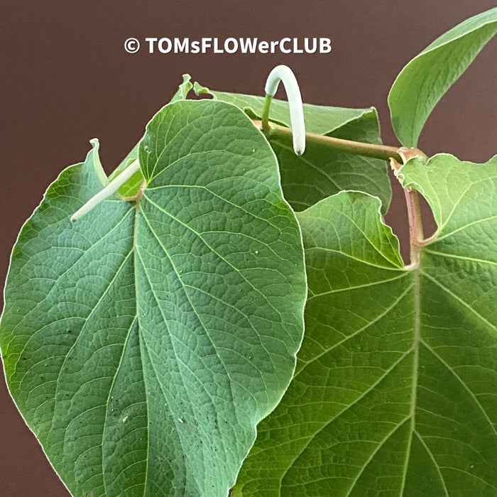 Hoja Santa / Piper auritum organically grown tropical plants for sale at TOMsFLOWer CLUB.