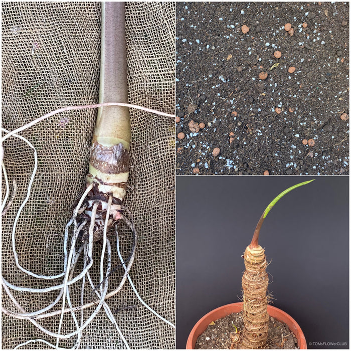 Alocasia macrorrhiza - Elephant Ear