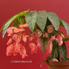 Begonia Maculata Tamaya, organically grown tropical plants for sale at TOMs FLOWer CLUB.