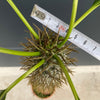 Pachypodium lamerei, organically grown succulent plants for sale at TOMsFLOWer CLUB.