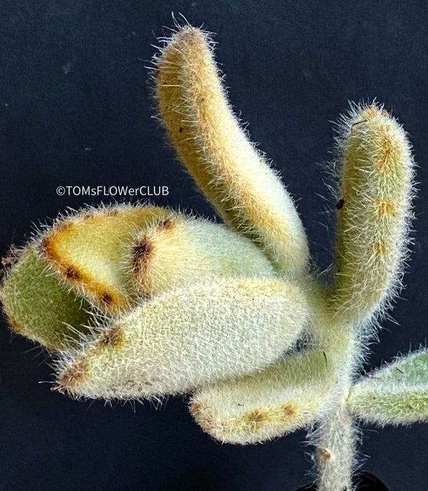Kalanchoe Villosa, organically grown succulent plants for sale at TOMsFLOWer CLUB.