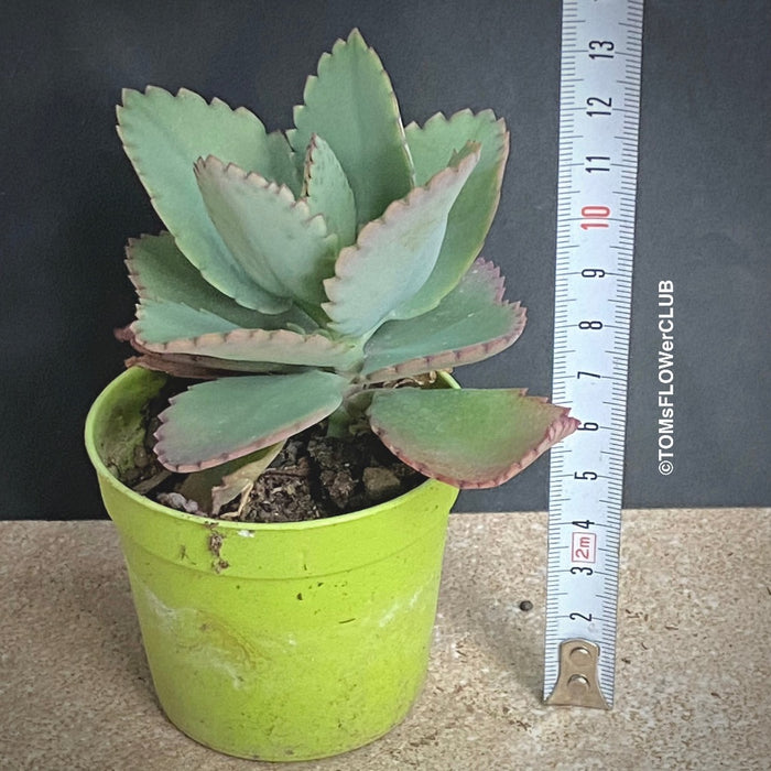 Kalanchoe daigremontiana, organically grown succulent plants for sale at TOMsFLOWer CLUB.