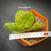 Winter hardy opuntia humifusa, organically grown succulent plants for sale at TOMsFLOWer CLUB.