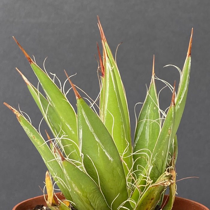 Agave Schidigera sun loving succulent plant for sale at TOMsFLOWer CLUB
