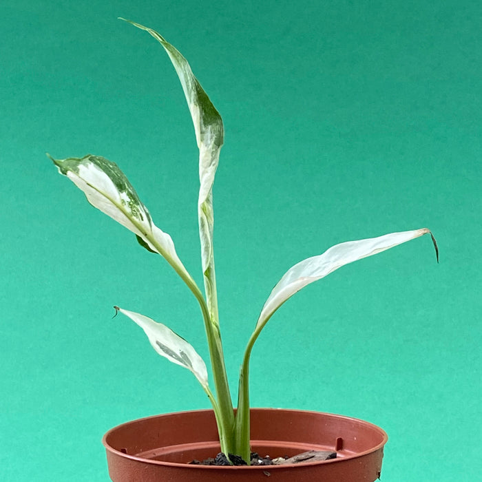 Spathiphyllum wallisii Albo-Variegata