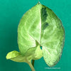 Syngonium podophyllum, organically grown tropical plants for sale at TOMsFLOWer CLUB.