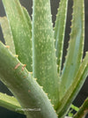 Aloe Vera, organically grown succulent plants for sale at TOMs FLOWer CLUB., sunburn, Sonnenbrand Hilfe, Sonnenbrandschutz, Biopflanzen, UV-Faktor, Sonnenschutz, medical plant, Heilpflanze