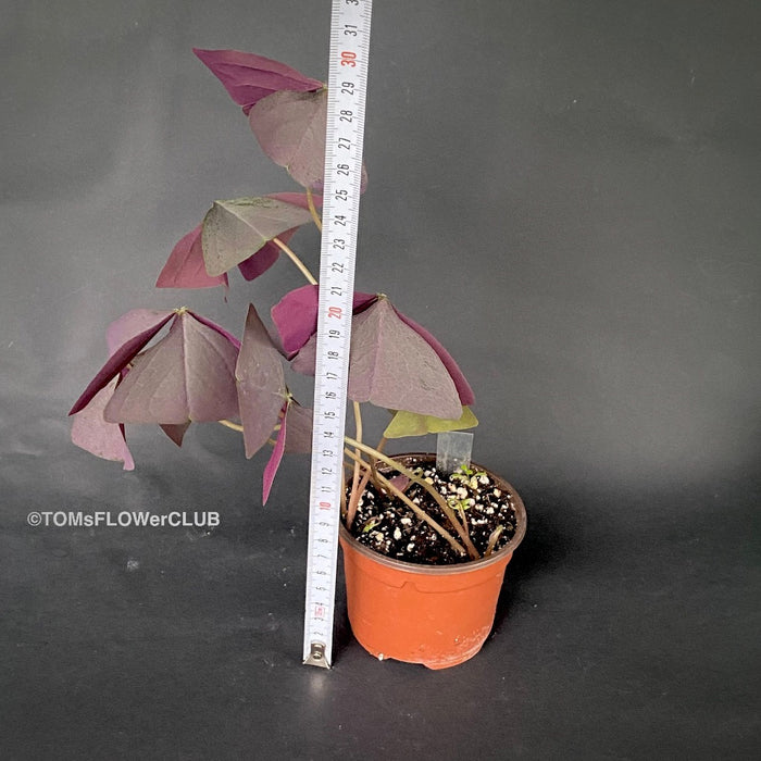 Oxalis triangularis sanne, organically grown plants for sale at TOMsFLOWer CLUB.