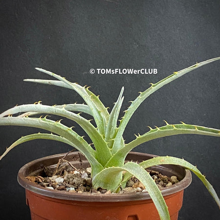 Puya Pichidangui, organically grown succulent plants for sale at TOMsFLOWer CLUB.