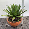 Agave Victoriae Reginae in a clay pot, sun loving and hardy succulent plant for sale at TOMsFLOWer CLUB