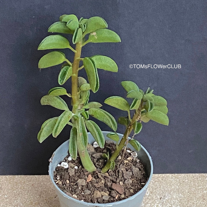 wolfgang succulent Peperomia Wolfgang-Krahnii