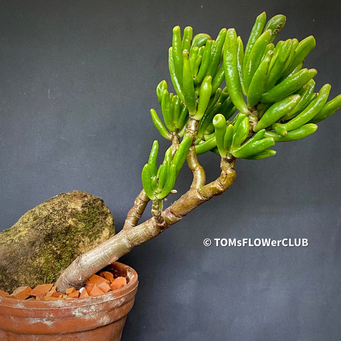 Crassula Ovata Gollum, bonsai tree in clay pot, cat friendly, money tree, organically grown succulent plants for sale at TOMsFLOWer CLUB