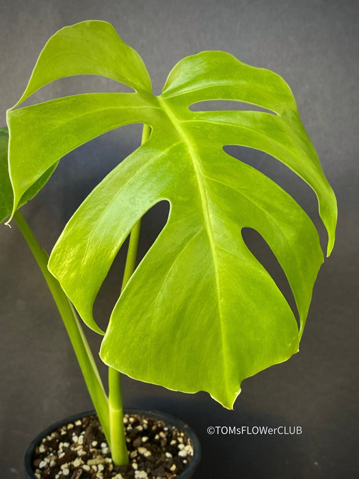 Monstera Deliciosa Borsigiana, Swiss cheese plant, organically grown tropical plants for sale at TOMsFLOWer CLUB.