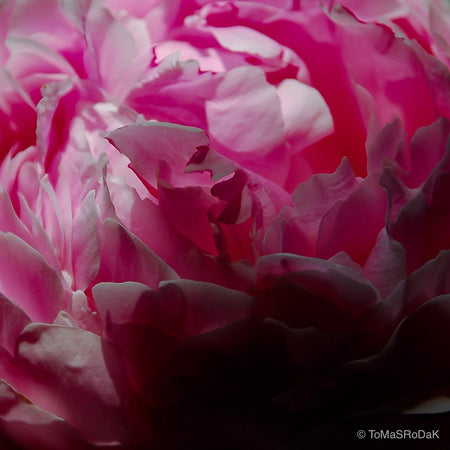 Pink peony, leaf scape art photo collection by TOMas Rodak for sale at TOMs FLOWer CLUB.