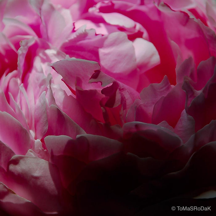 Pink peony, leaf scape art photo collection by TOMas Rodak for sale at TOMs FLOWer CLUB.