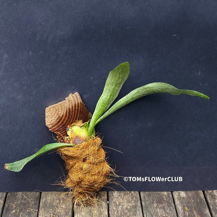 Staghorn fern Platycerium bifurcatum care Fern for mounting for sale Staghorn fern care tips Indoor fern plant Platycerium bifurcatum propagation Mounting a Platycerium bifurcatum Fern for vertical gardens Platycerium bifurcatum wall mount Platycerium bifurcatum hanging fern Fern for tropical gardens Platycerium bifurcatum epiphytic fern Unique fern plant Platycerium bifurcatum natural habitat Fern for humidity-loving plants Platycerium bifurcatum for terrariums Fern for decorative displays TOMs FLOWer CLUB