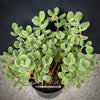 Cotyledon tomentosa subs. ladismithiensis, organically grown succulent plants for sale at TOMsFLOWer CLUB