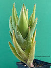 Aloe Nobilis Aurea Variegata, organically grown succulent plants for sale at TOMs FLOWer CLUB.