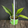 Organically grown Aspidistra Elatior Variegata plants for sale at TOMs FLOWer CLUB.