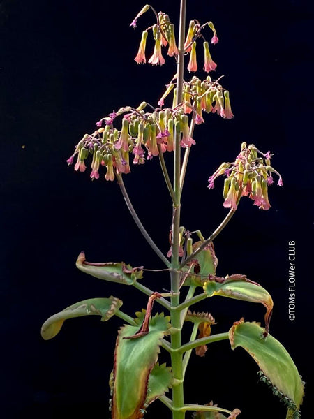 Kalanchoe daigremontiana, flowering, organically grown succulent plants for sale at TOMsFLOWer CLUB.