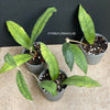 Hoya finlaysonii, organically grown tropical hoya plants for sale at TOMsFLOWer CLUB.