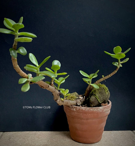 Crassula Ovata, Geldbaum, bonsai tree, organically grown succulent plants for sale at TOMsFLOWer CLUB.