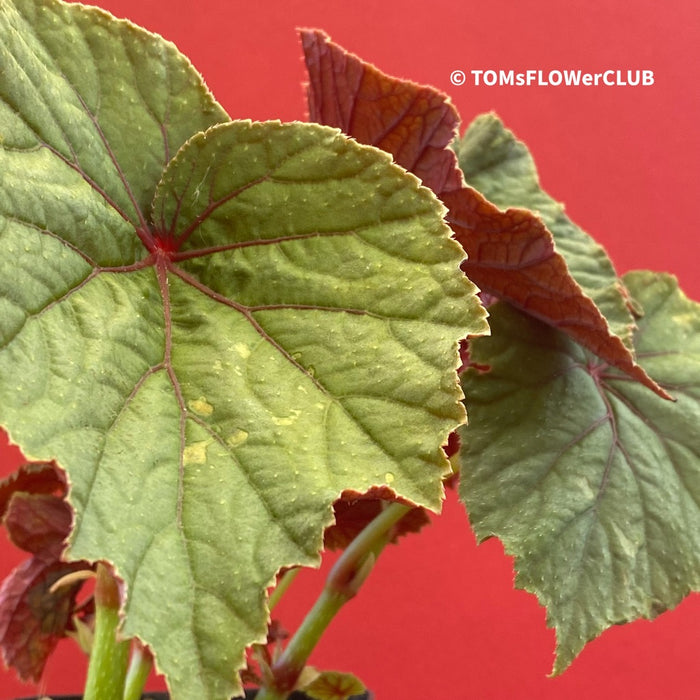 Begonia Grandis Evansiana Sapporo, organically grown tropical plants for sale at TOMs FLOWer CLUB.