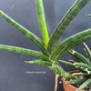 Sansevieria Ballyi, organically grown succulent plants for sale at TOMsFLOWer CLUB.
