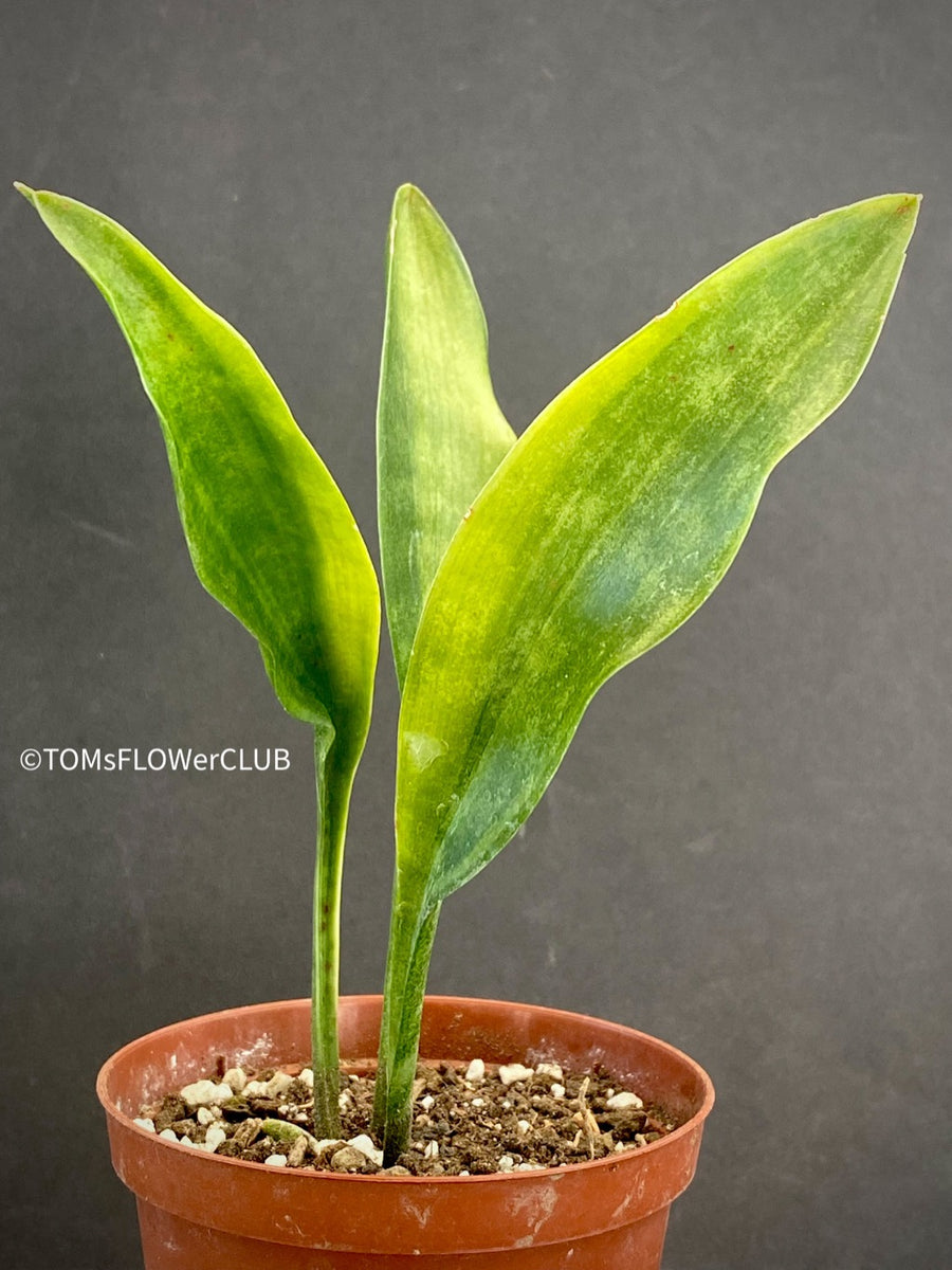 sansevieria concinna spoon Sansevieria Concinna Aurea Variegata | organically grown succulent plants