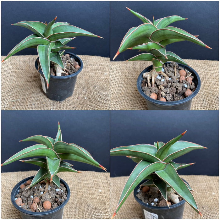 Sansevieria Lavranos, organically grown succulent plants for sale at TOMsFLOWer CLUB.