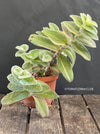 Tradescantia Sillamontana Aurea Variegata, organically grown tropical plants for sale at TOMsFLOWer CLUB.