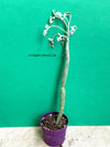 Senecio articulatus tricolor variegata from succulent collection for sale at TOMs FLOWer CLUB. 