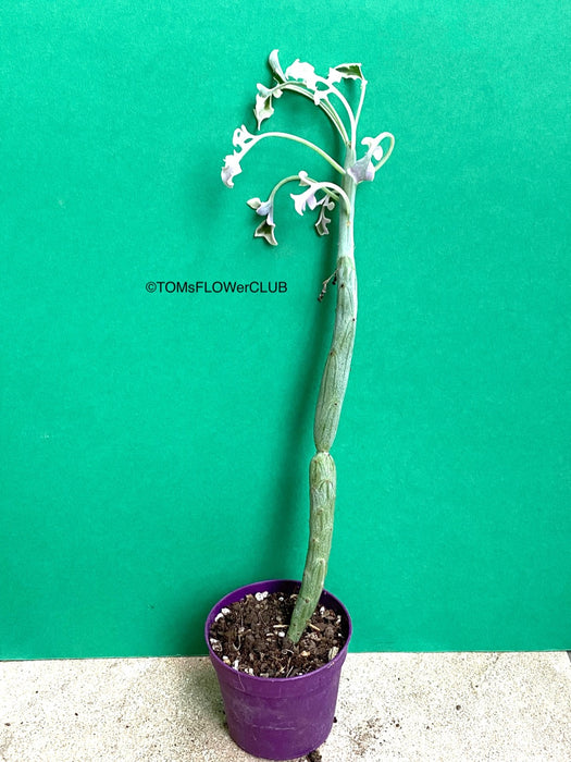 Senecio articulatus tricolor variegata from succulent collection for sale at TOMs FLOWer CLUB. 