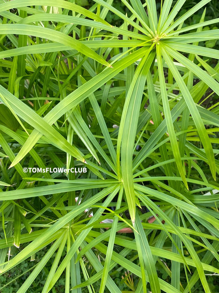 Cyperus Alternifolius, cutting, Papyrus, organically grown tropical plants for sale at TOMsFLOWer CLUB.