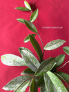 Hoya Pubicalyx Pink Silver Splash, organically grown tropical Hoya plants for sale at TOMsFLOWer CLUB.