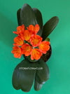 Clivia miniata, orange-red  flowering, organically grown tropical plants for sale at TOMsFLOWer CLUB