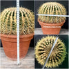 Echinocactus grusoni, organically grown succulent plants for sale at TOMsFLOWer CLUB.