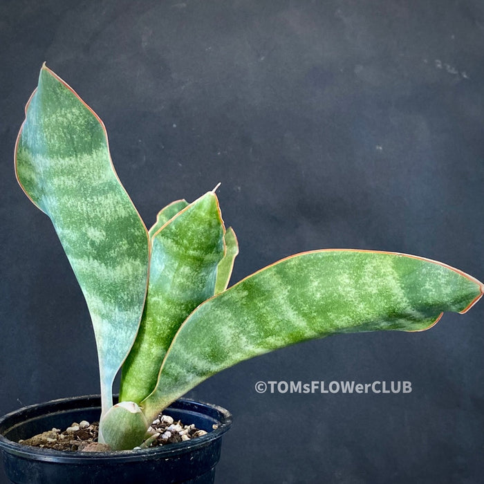 Sansevieria Concinna, organically grown succulent plants for sale at TOMsFLOWer CLUB.
