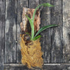 Staghorn fern Platycerium bifurcatum care Fern for mounting for sale Staghorn fern care tips Indoor fern plant Platycerium bifurcatum propagation Mounting a Platycerium bifurcatum Fern for vertical gardens Platycerium bifurcatum wall mount Platycerium bifurcatum hanging fern Fern for tropical gardens Platycerium bifurcatum epiphytic fern Unique fern plant Platycerium bifurcatum natural habitat Fern for humidity-loving plants Platycerium bifurcatum for terrariums Fern for decorative displays TOMs FLOWer CLUB