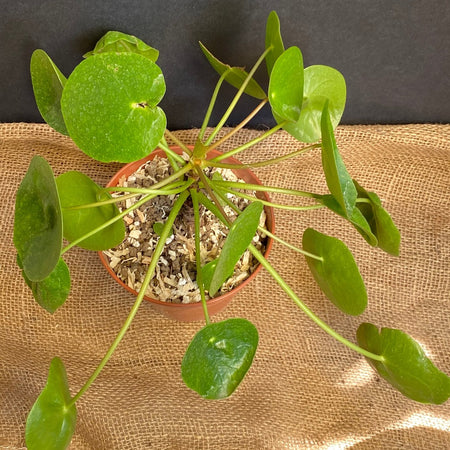 Pilea peperomioides on stem, organically grown tropical plants for sale at TOMsFLOWer CLUB.