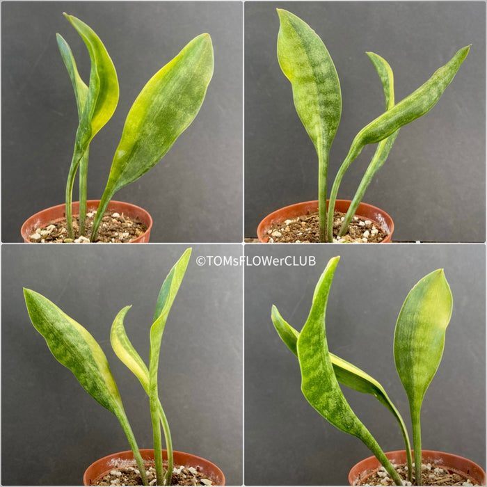 Sansevieria Concinna Aurea Variegata, organically grown succulent plants for sale at TOMsFLOWer CLUB.