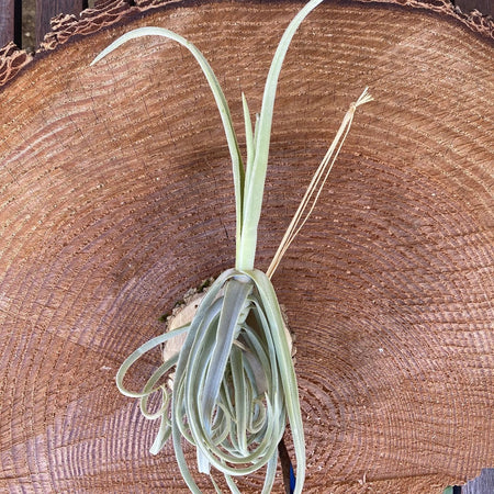 Tillandsia duratii, organically grown air plants for sale at TOMs FLOWer CLUB.