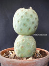 Tephrocactus Geometricus, organically grown succulent plants and cactus for sale at TOMsFLOWer CLUB.