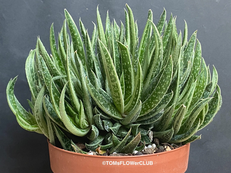 Gasteraloe Sp. Cristata / Crested, organically grown succulent plants for sale at TOMsFLOWer CLUB.