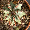 Euphorbia Horrida, organically grown succulent plants for sale at TOMsFLOWer CLUB.