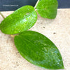Hoya aldrichii Christmas Island IML 1418, organically grown tropical hoya plants for sale at TOMsFLOWer CLUB.